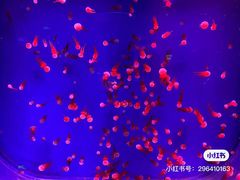 -芜湖新华联大白鲸海洋公园