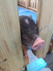 -萌宠亲子动物乐园(槐房万达店)