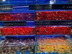 -青石桥花鸟鱼虫市场(叠翠城店)