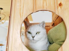-猫的茶·猫咖