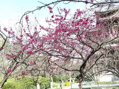 -西安青龙寺遗址景区