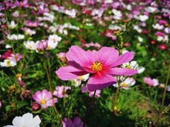 -香蜜公园