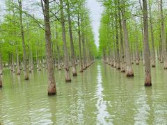 -泗洪洪泽湖湿地景区