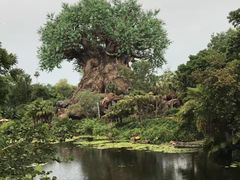 -奥兰多迪士尼动物王国乐园