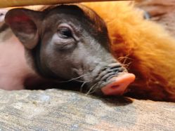 -Zoolung Zoolung动物主题公园(海信广场店)