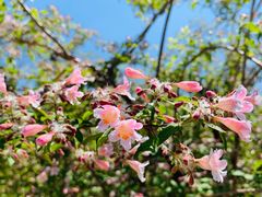 -永定河休闲森林公园