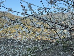 -广州市流溪河国家森林公园