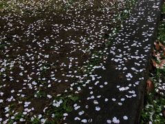 -武汉大学-樱园