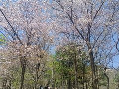 -崂山巨峰游览区