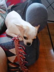 -椿树下·Tattoo纹身工作室