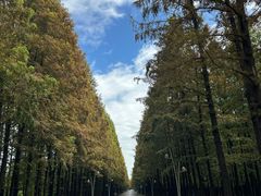 -日照海滨国家森林公园