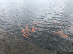 -西湖外事游船(花港观鱼码头)