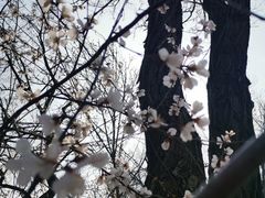 -桃花堤公园