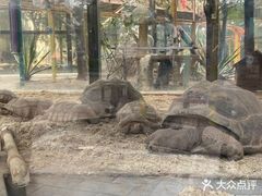 -灵玲国际马戏城