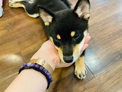 -柯斗斗主题餐厅·狗咖·围炉煮茶·茶饮(国瑞升平里店)