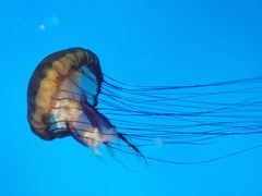 -太平洋海底世界