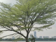 -海珠湖公园