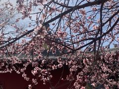 -桃花堤公园