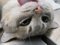 -瑞派康怡24h宠物医院·犬猫医疗中心·微创绝育(瑞景分院)