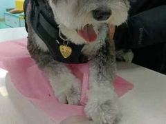 -北京观赏动物医院·24小时大型综合·猫专科·异宠专科