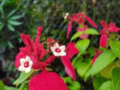 -临高吉海土窑海鲜(琼山店)