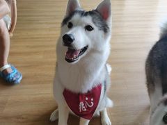 -Husky Go! 哈士奇体验馆·宠物咖啡厅狗咖