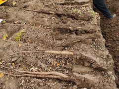 -解家河南菜(商鼎路店)