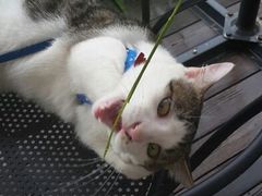 android_upload_pic-海边的猫和咖啡馆