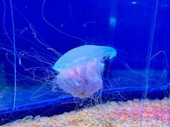 -欢乐海岸海洋奇梦馆
