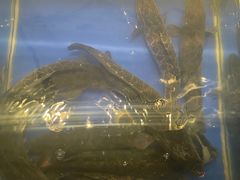 -有家酸菜鱼(张家港中骏世界城店)