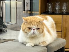 -喵园·猫主题咖啡厅·撸猫·猫咖(国贸店)