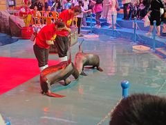 -烟台海昌鲸鲨海洋公园