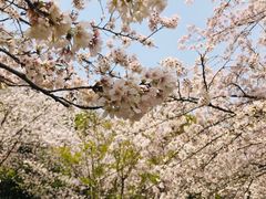-苏州上方山国家森林公园