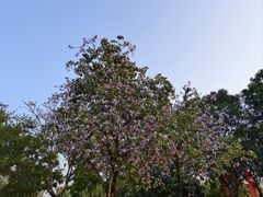 -CoCo都可(香港名都店)