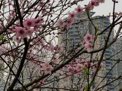 -龙头寺公园