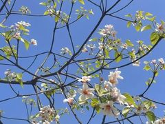 -乐山乌木文化博览苑