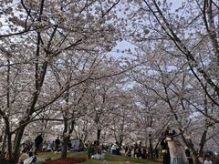-顾村公园