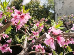 -田园东方蜜桃村的田野营地