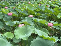 -莲花池公园