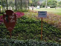 -银湖山郊野公园-相思林