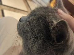 -猫色咖啡·猫咖