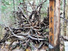 -五营红松林海景区