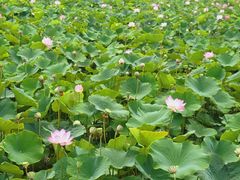 -西青郊野公园
