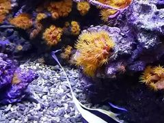 -西雅图水族馆