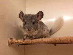 -龙猫仔乐园(惠福东路店)