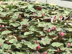 -洛阳市隋唐城遗址植物园