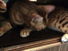 -more than meow吴止猫主题餐厅(承德 中船汇店)