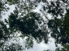 -缙云山景区
