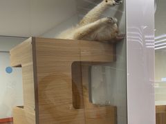 -1013 PET SHOP精品宠物商店(丁香店)