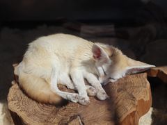 -大连森林动物园